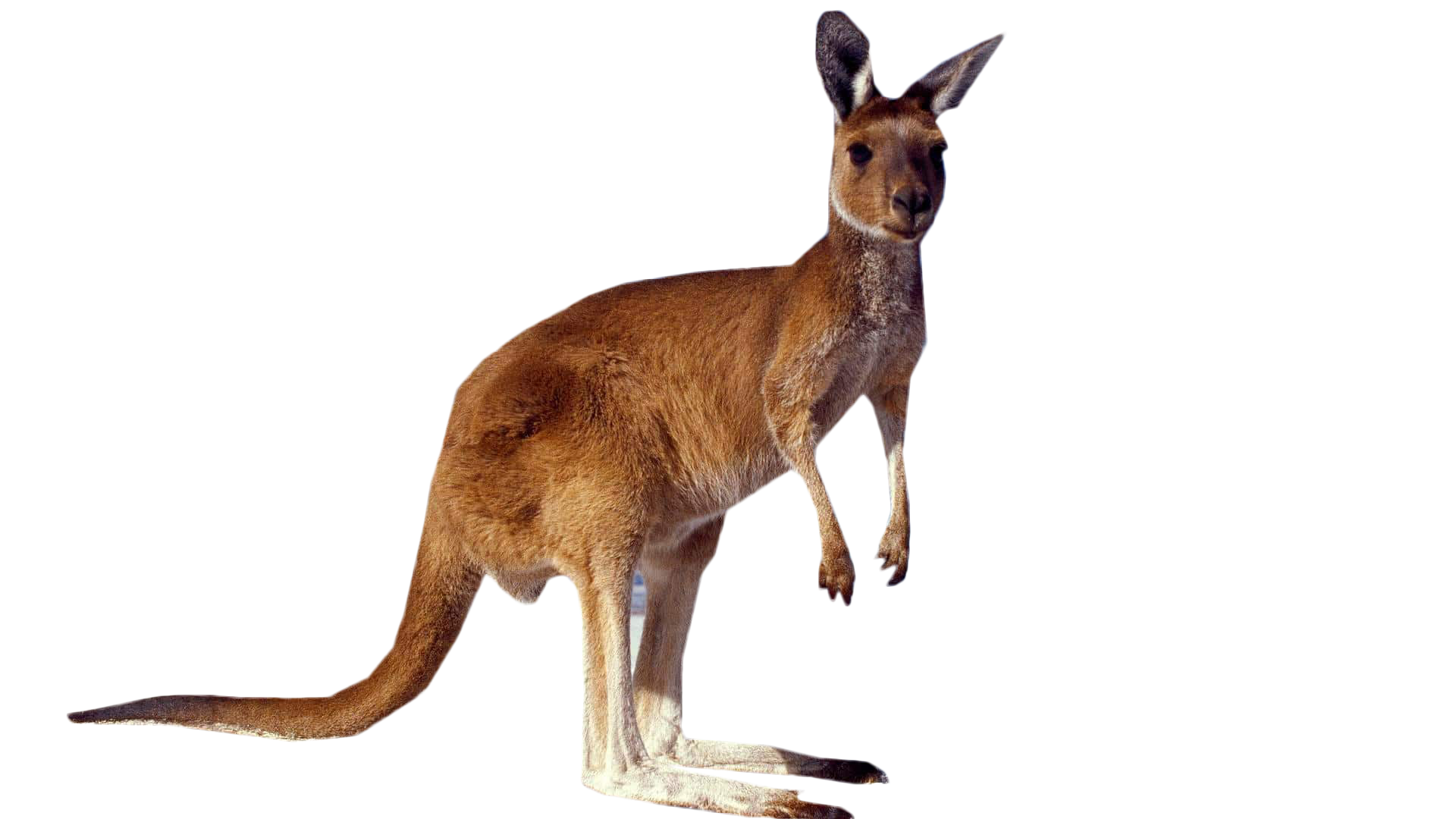 Wild Kangaroo Transparent Background