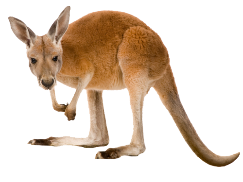 Wild Kangaroo Transparent PNG