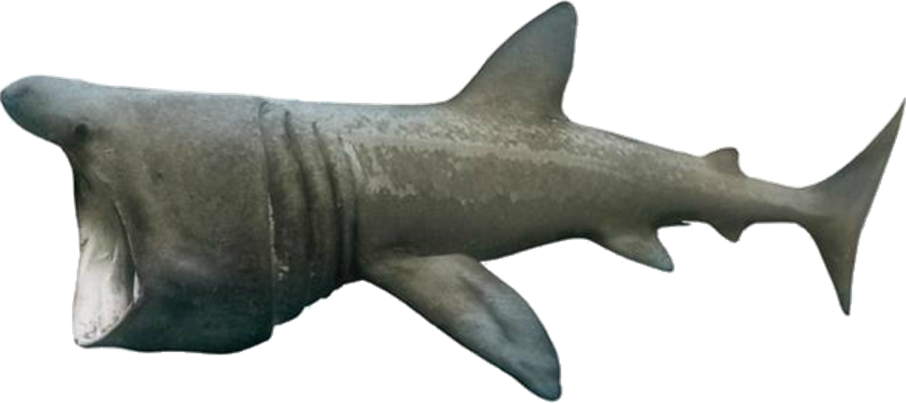 Wildlife Real Shark PNG Clipart
