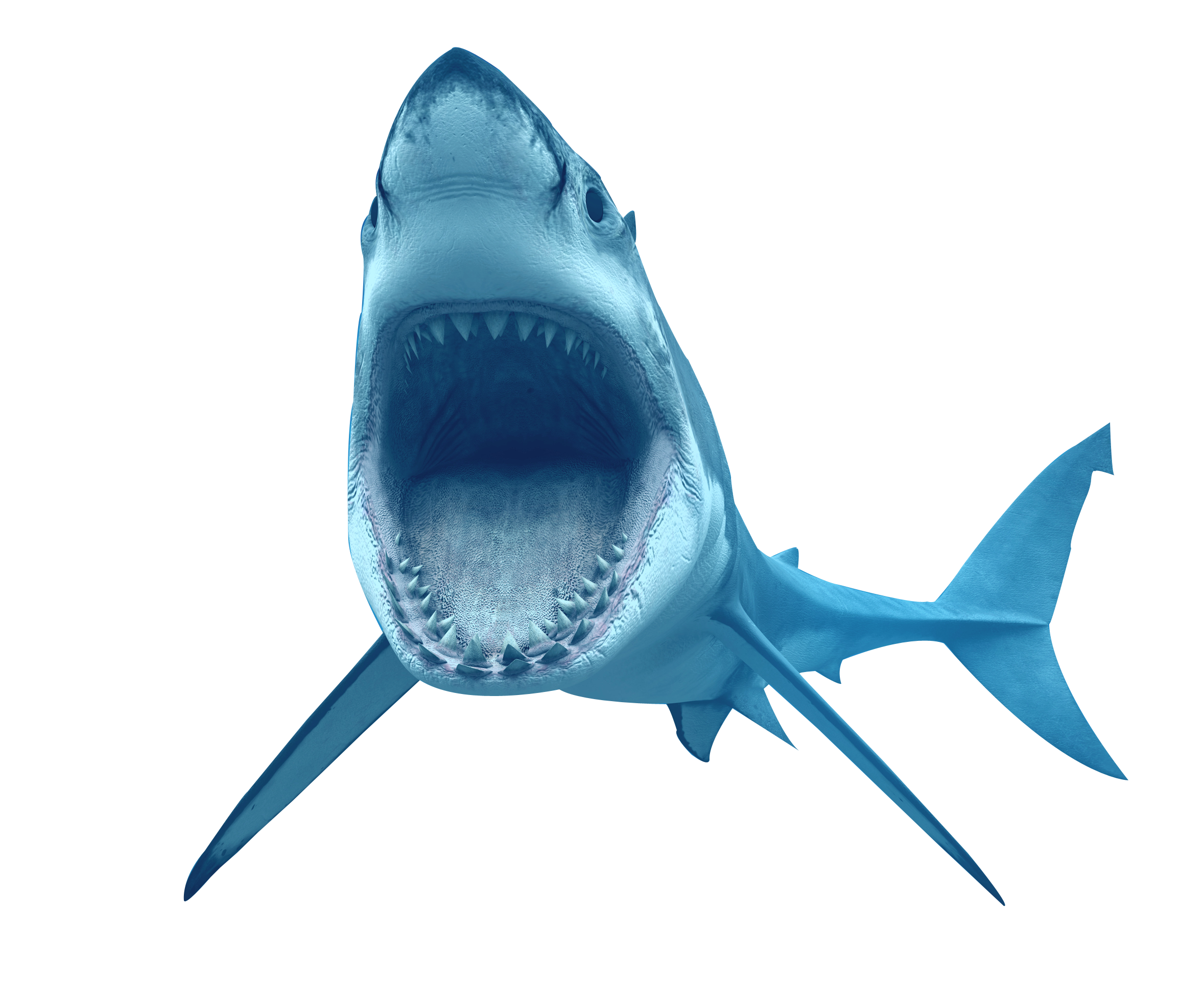 Wildlife Real Shark PNG-Bild