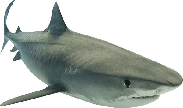 Wildlife Real Shark PNG Pic