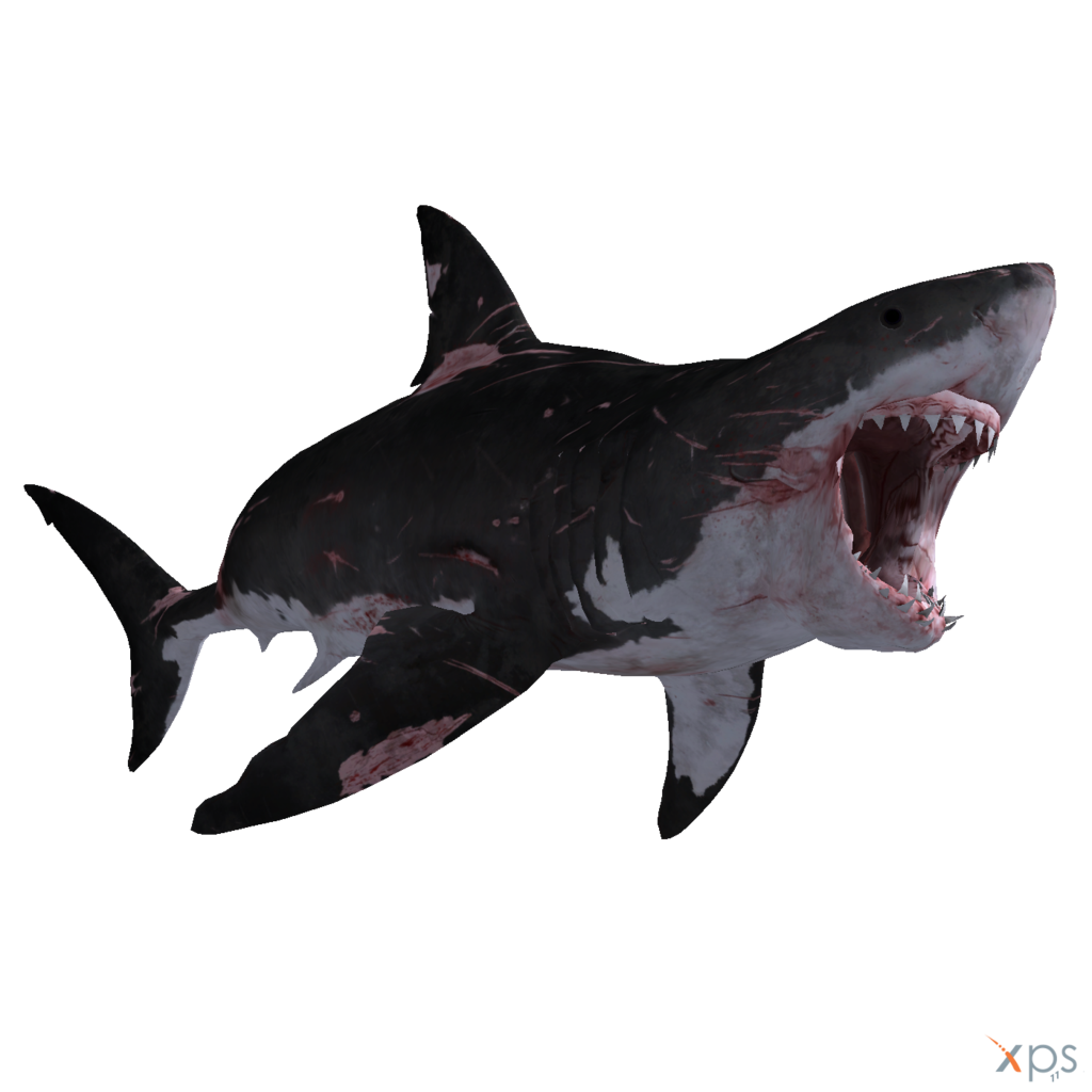 Wildlife Real Shark PNG Transparent Image
