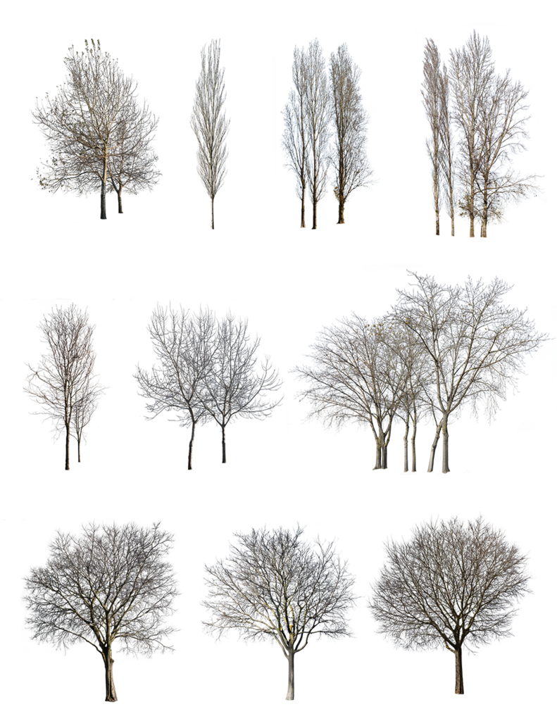 Winter Tree PNG Transparent Image