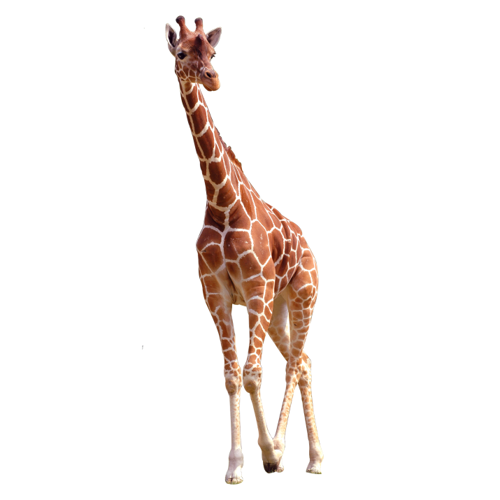 African Girafe PNG Clipart