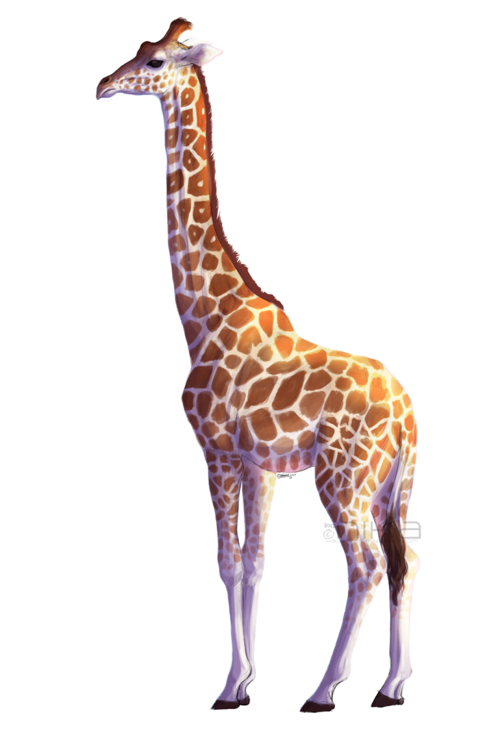 African Giraffe PNG File