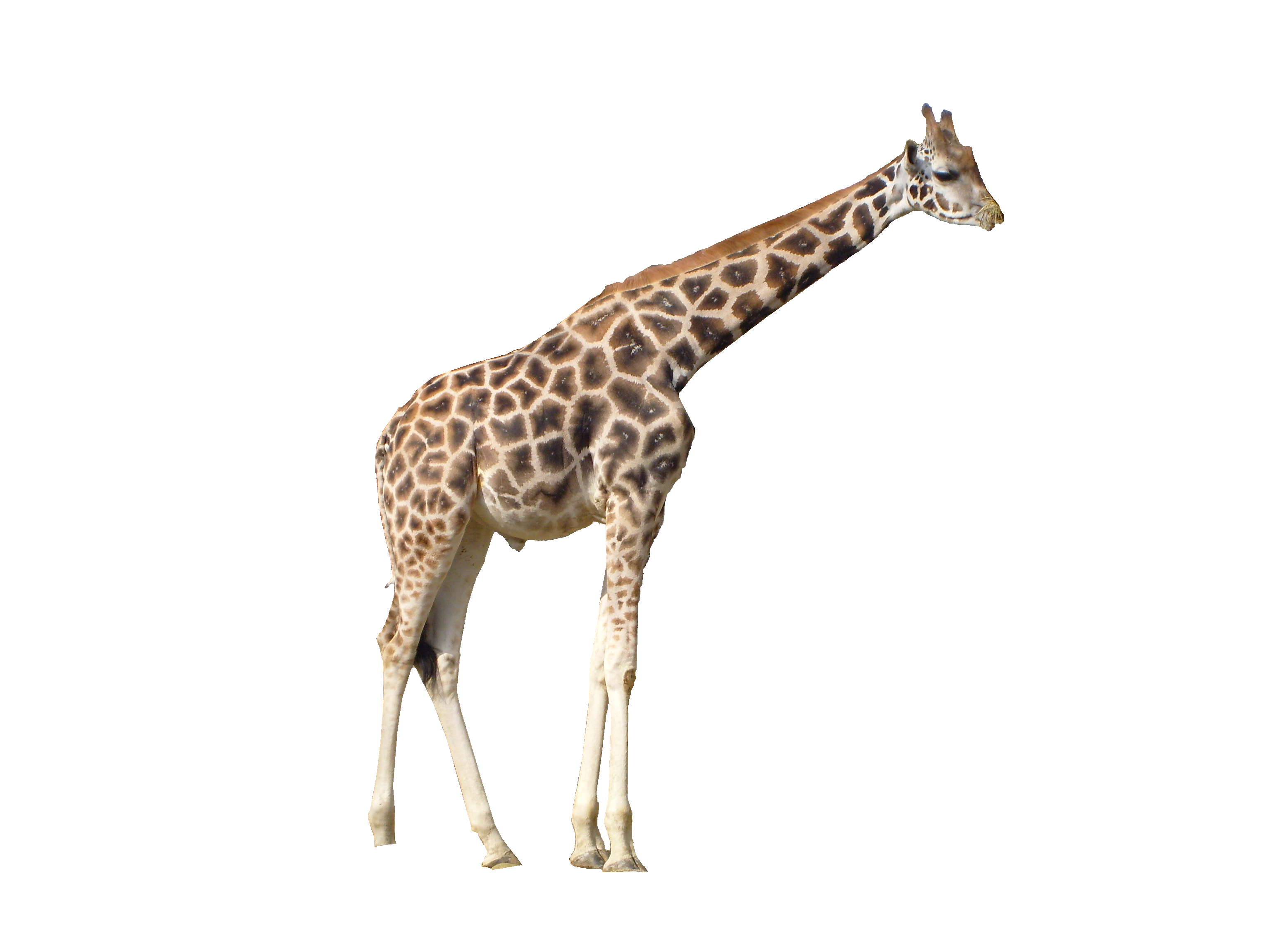 Afrikanische Giraffe PNG-Fotos