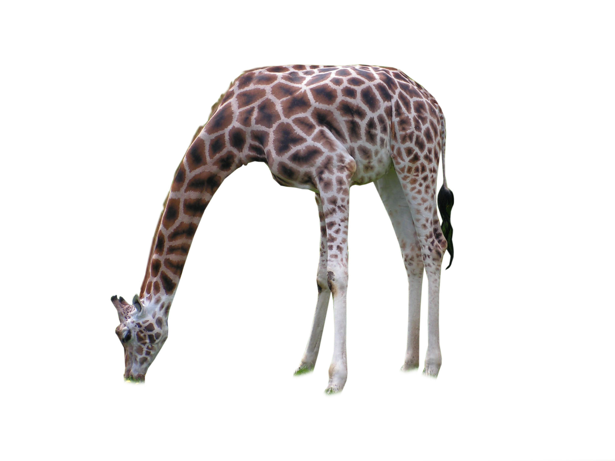 African Giraffe PNG Transparent Image