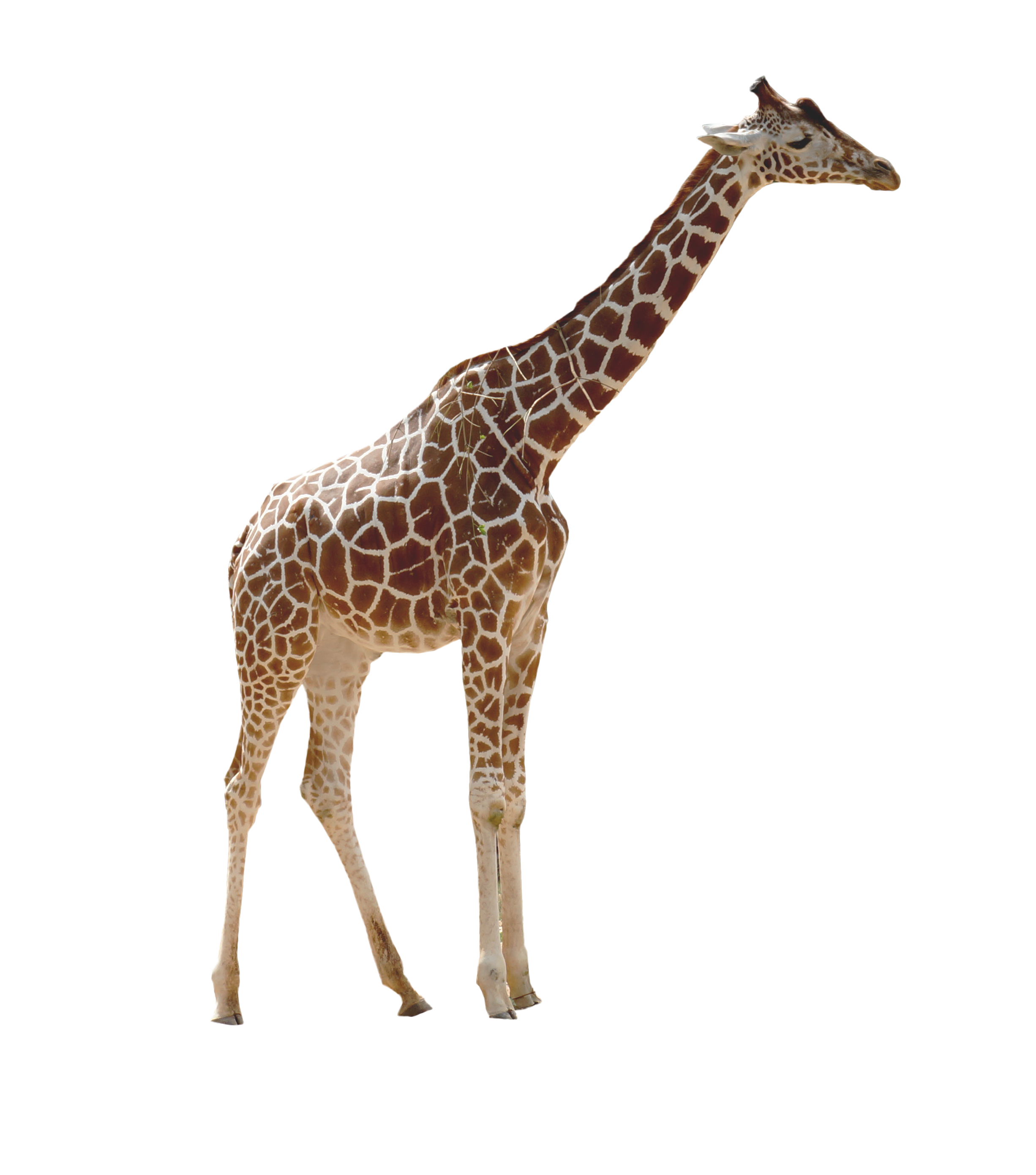 Fundo transparente de girafa africana