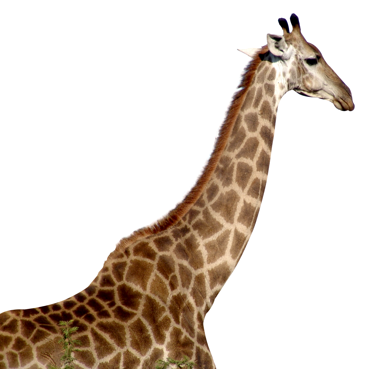 Afrikanische giraffe transparent PNG