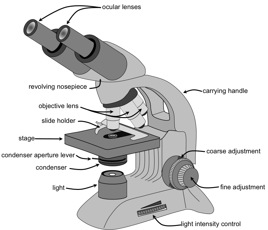Descarga gratuita del microscopio básico PNG