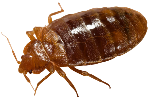 Bed bug PNG-bestand