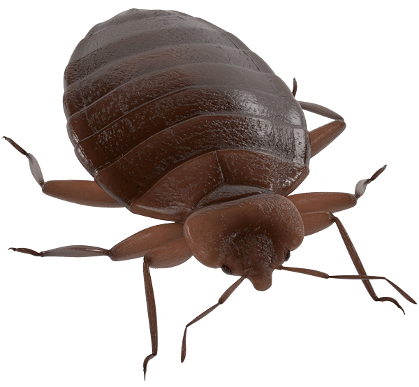 Bed bug PNG image