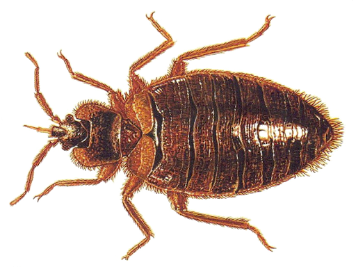 Bed Bug Pest PNG Clipart