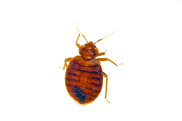 Bed Bug Pest PNG Transparent Image
