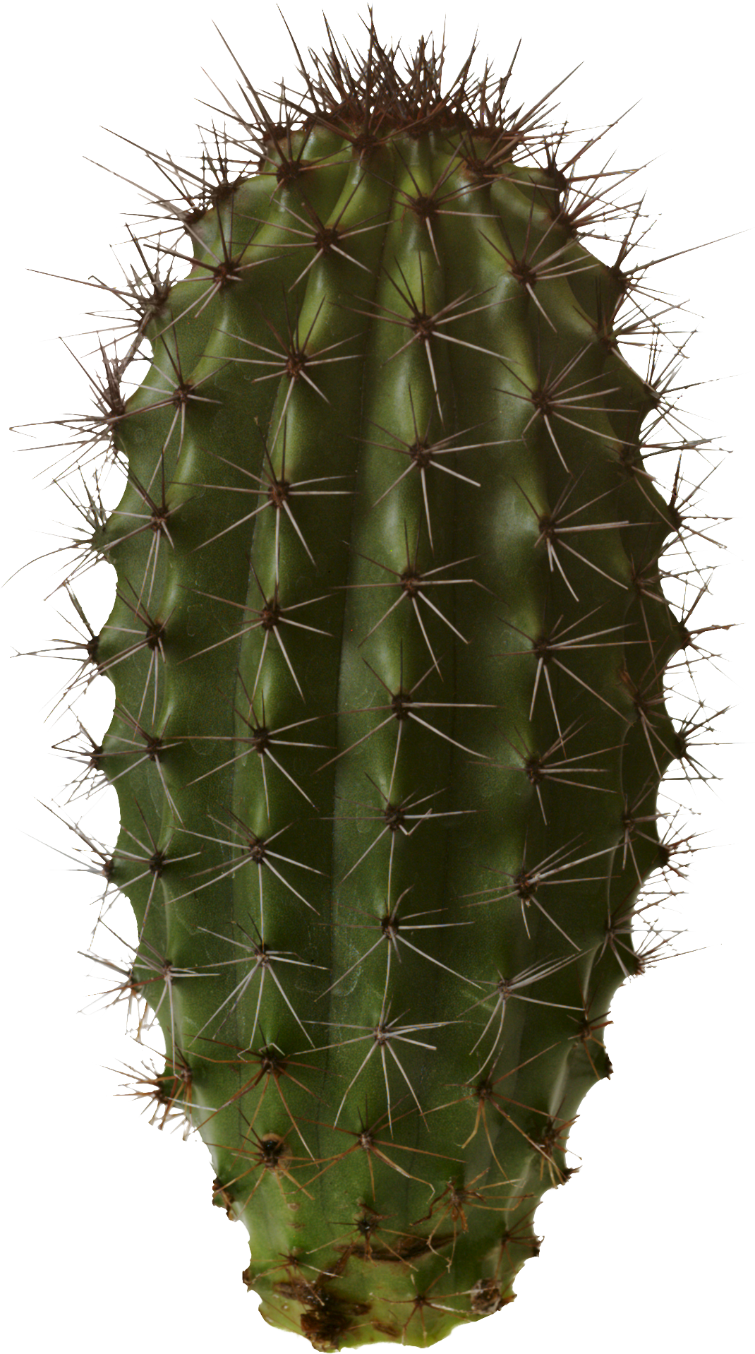 Cactus Prickle PNG Clipart