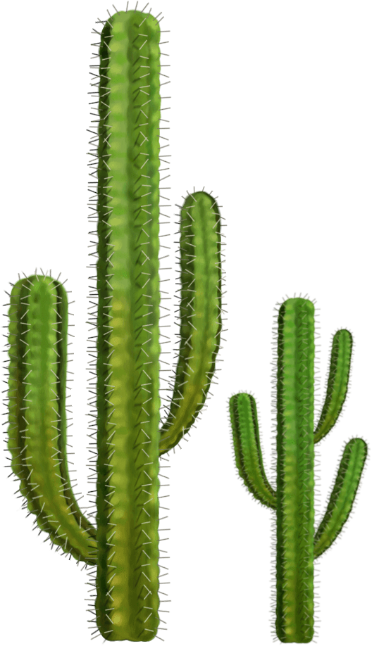 Kaktus-Prickle-PNG-Datei