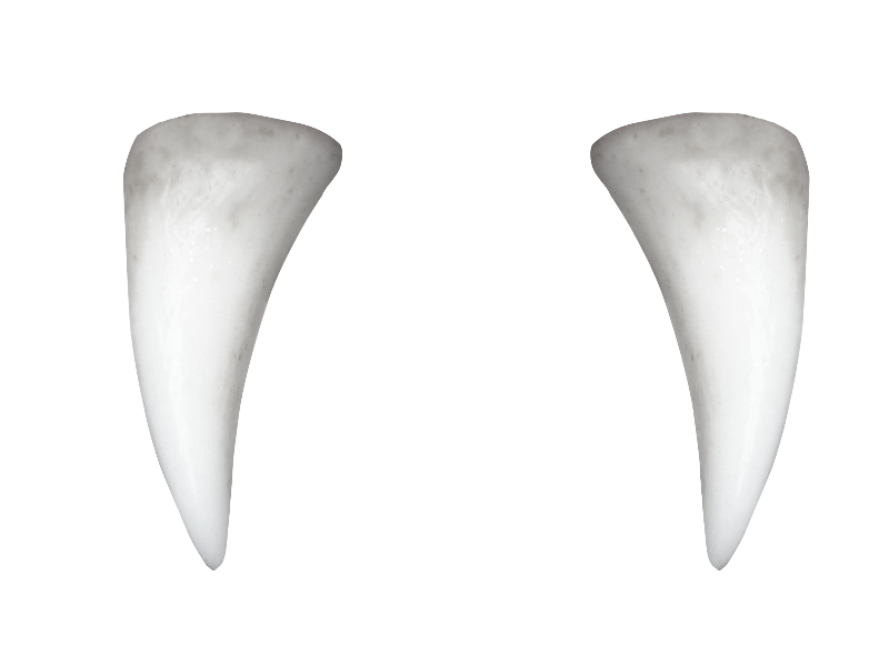 Clean Pic PNG del diente