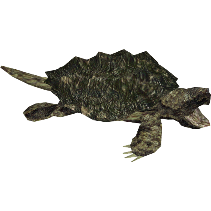 Coral Turtle PNG Clipart