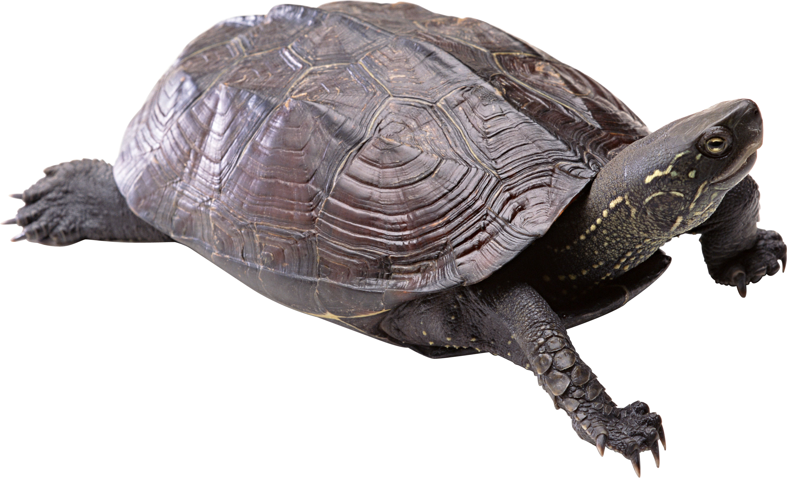 Coral Turtle PNG File