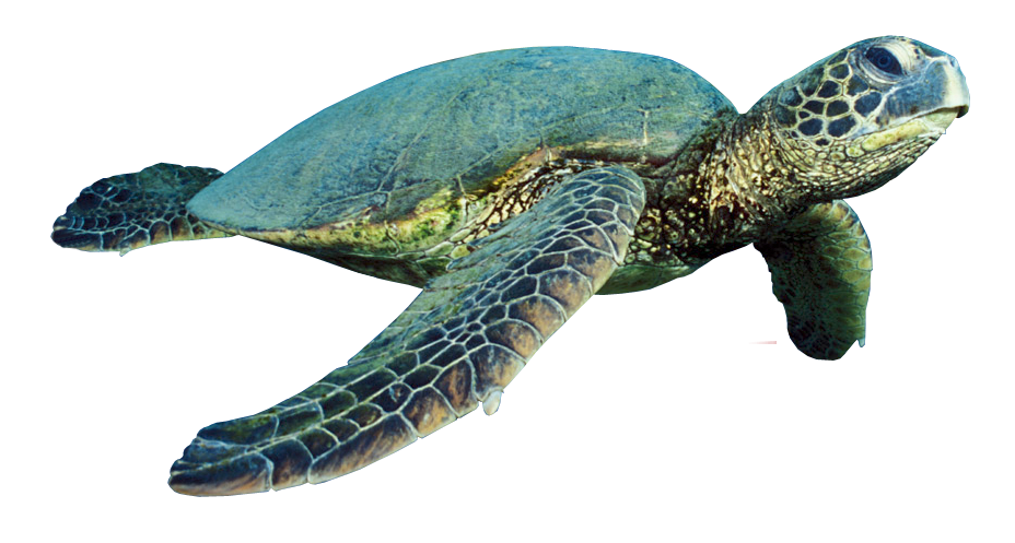 Turtle المرجانية PNG HD