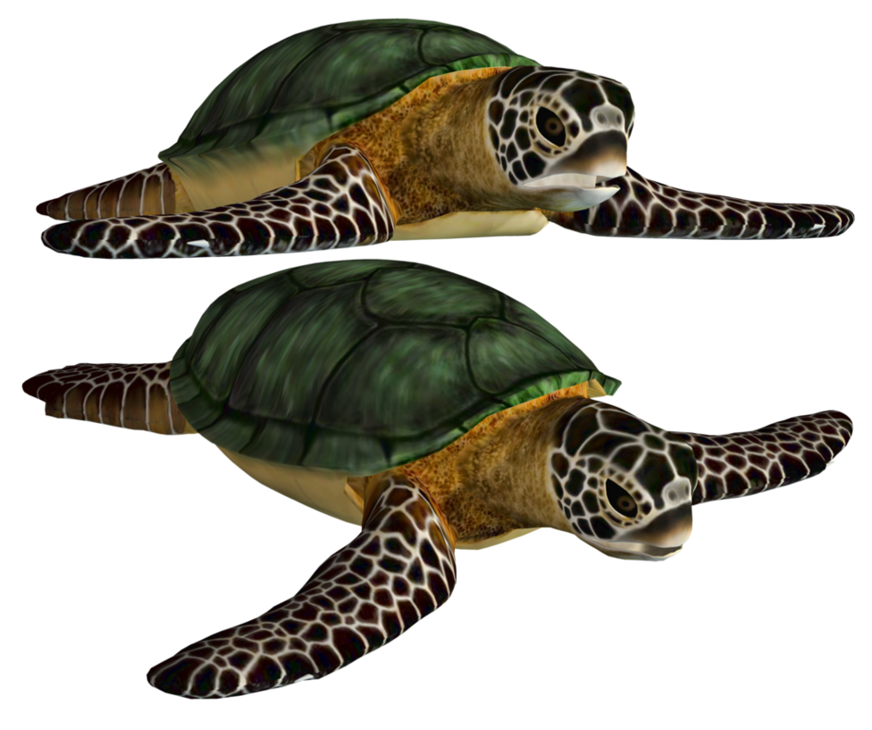 Coral Turtle PNG Image