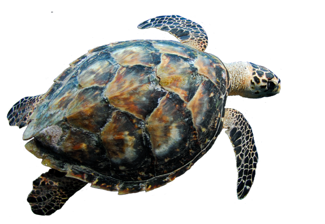Coral Turtle Transparent PNG