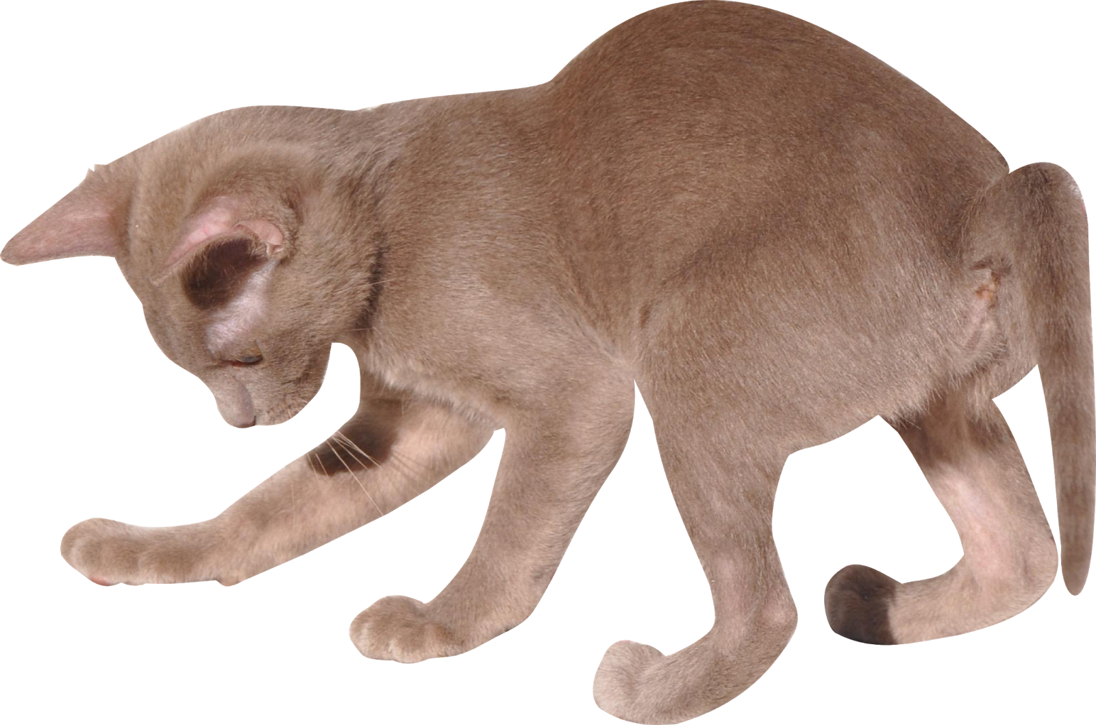 Cute ภาพตัดปะของลูกแมว PNG