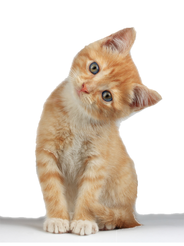 Симпатичный котенок PNG скачать бесплатно
