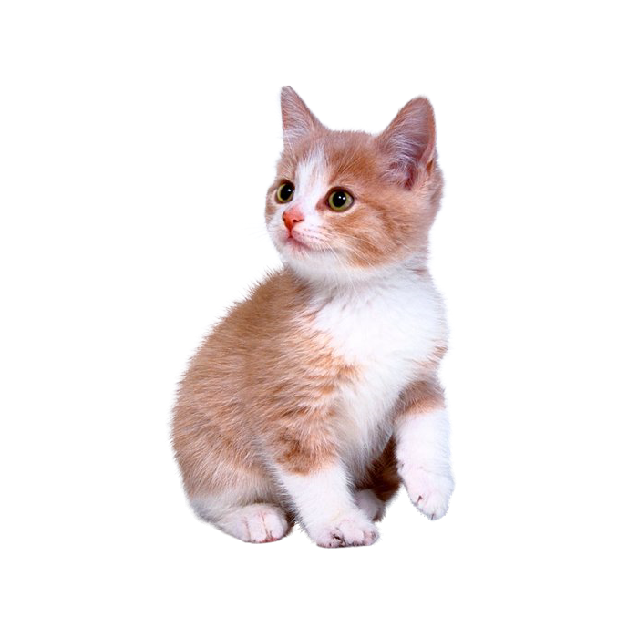 Домашний котенок PNG скачать бесплатно