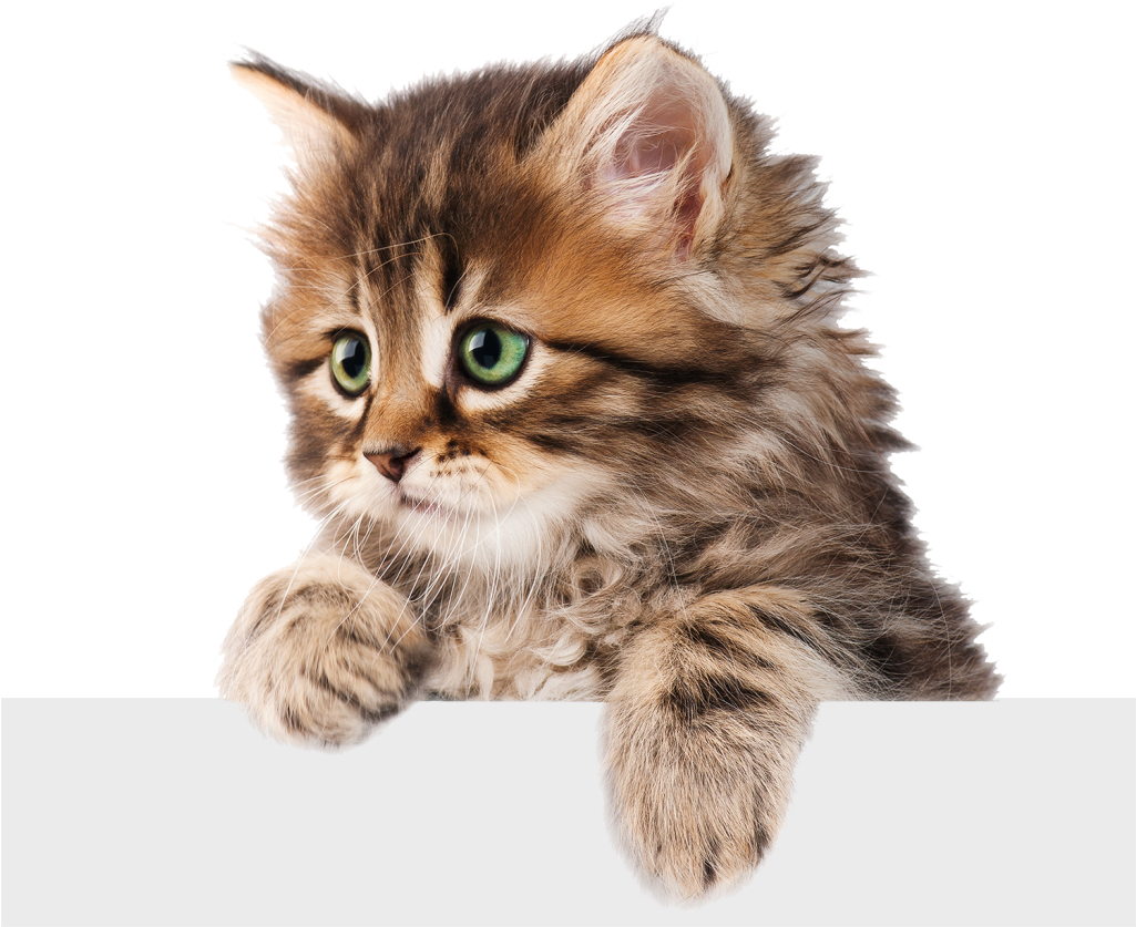 Domestic Kitten PNG Pic