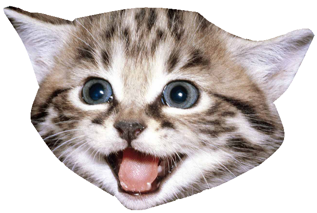 Domestic Kitten PNG Picture