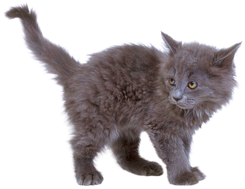 Domestic Kitten PNG Transparent Image