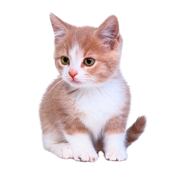 Fundo transparente de gatinho doméstico