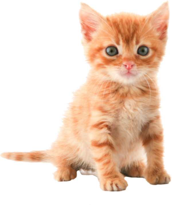 Domestic Kitten Transparent PNG