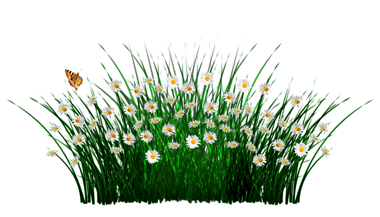 Field Meadow PNG Pic