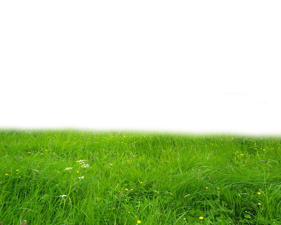 Field Meadow Transparent PNG