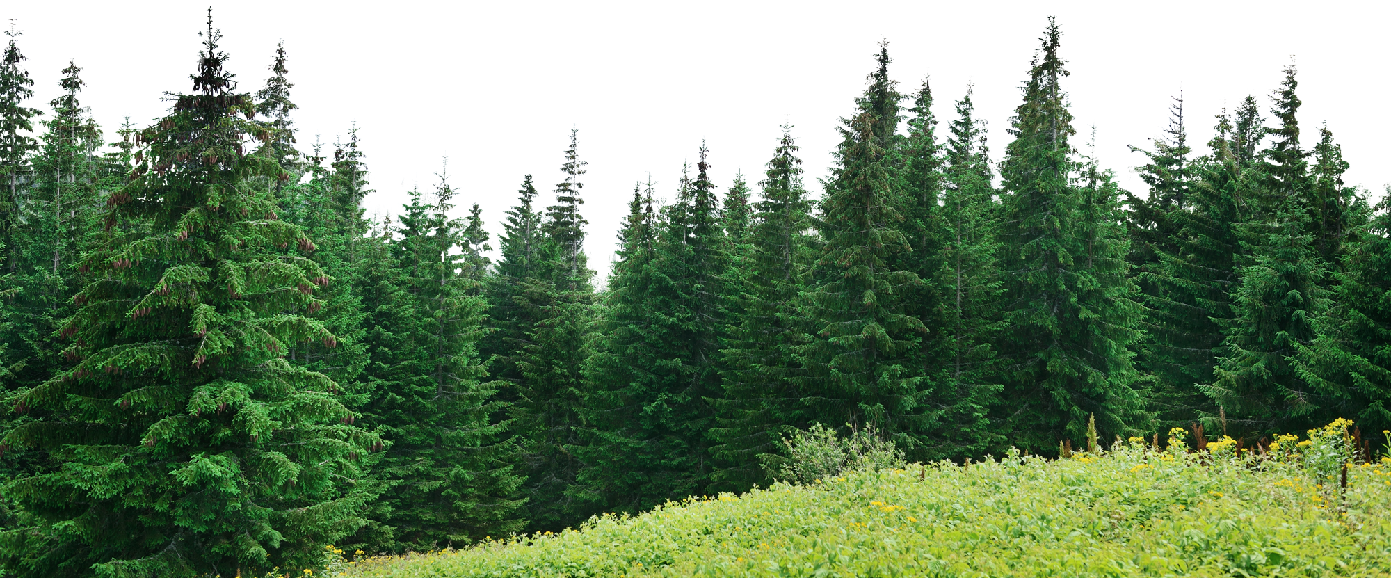 Forest Tree PNG File