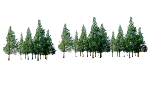 Forest Tree PNG Pic