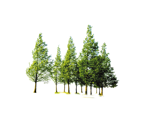 Waldbaum Transparenter Hintergrund