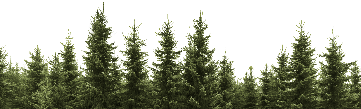 foresta Tree Transparent PNG