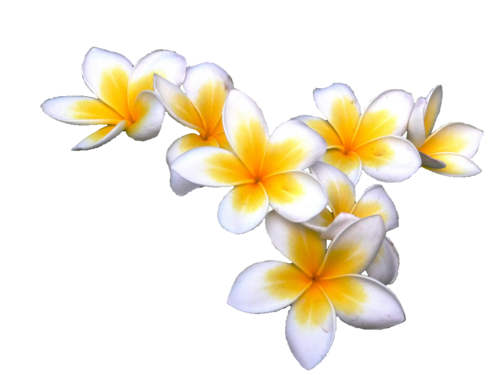Fichier PNG de fleur de Frangipani