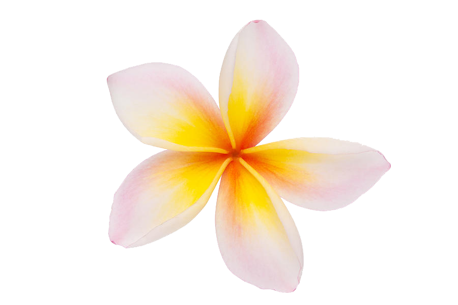 Frangipaniweiß-Blume-PNG-Bild