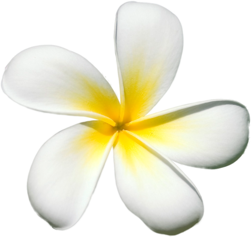 Frangipani beyaz çiçek PNG Fotoğrafları