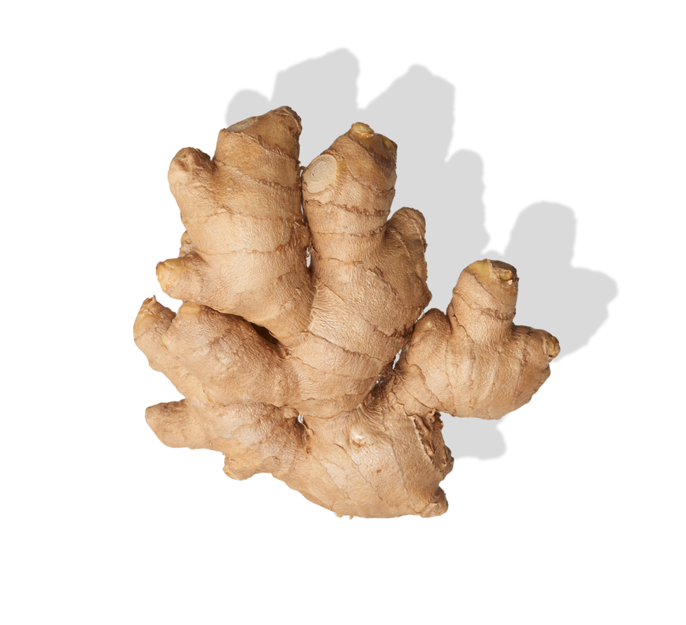 Fresh Clipart PNG galangal