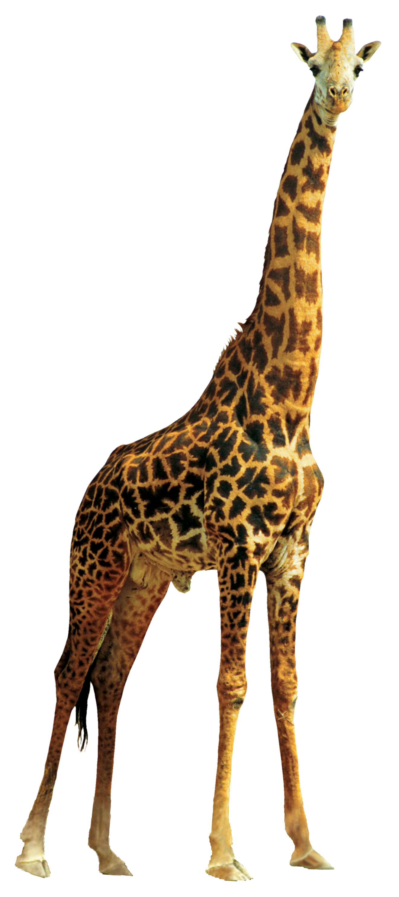 Girafe PNG Clipart
