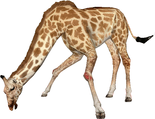Giraffen-PNG-Datei