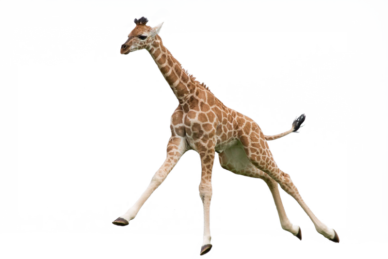 Pic girafe PNG