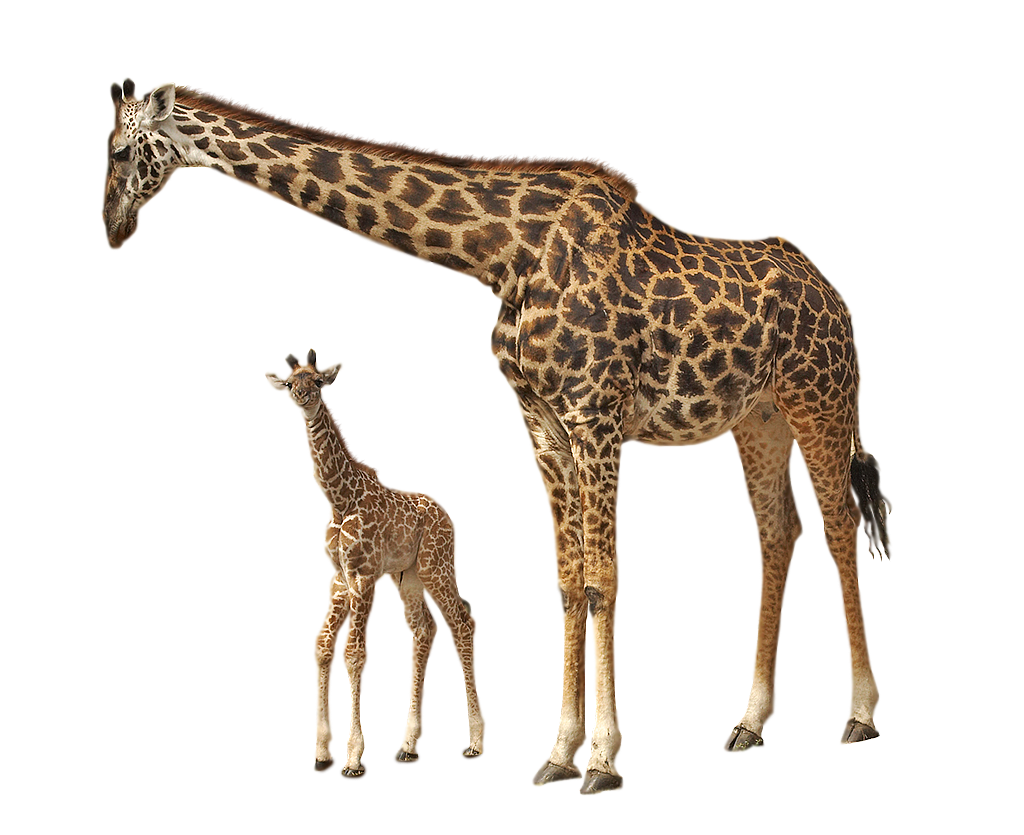 Imagem transparente de girafa PNG