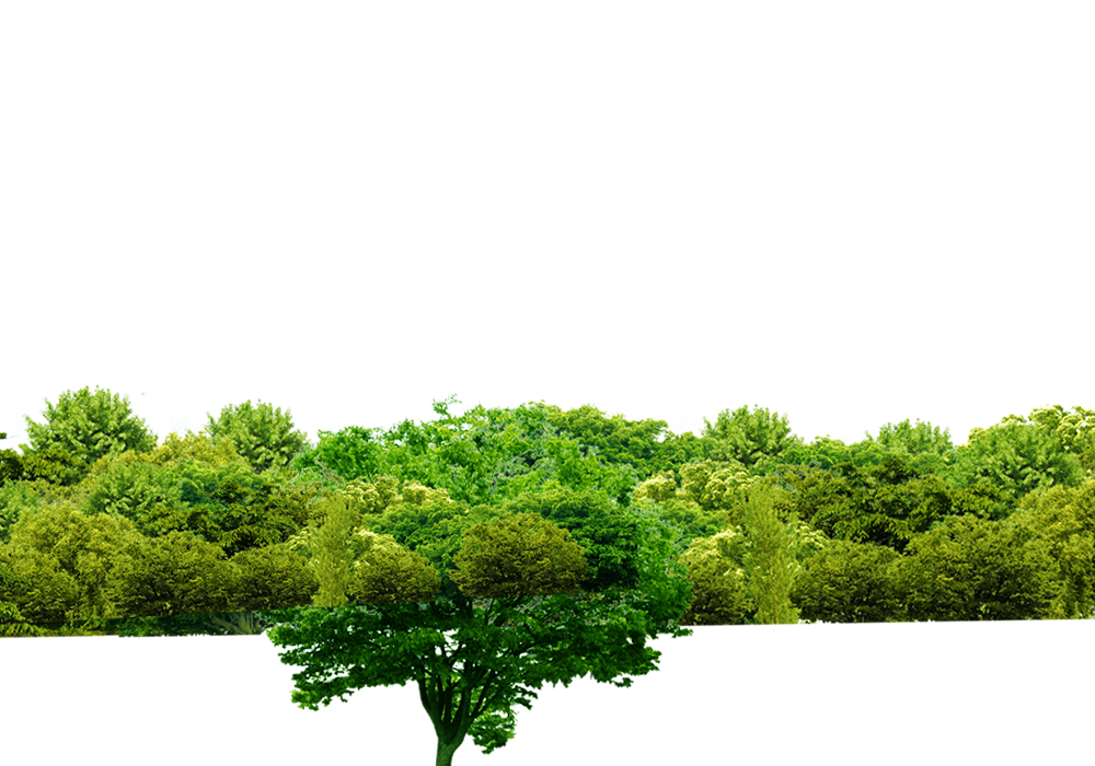 Fichier PNG darbre de forêt verte