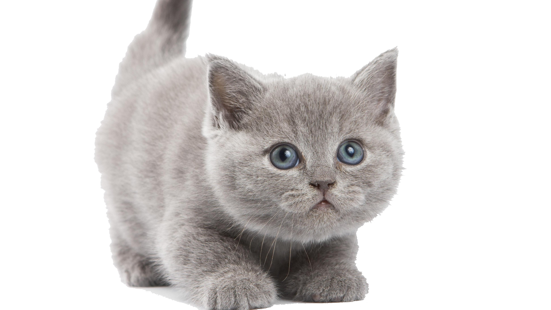 Küçük yavru kedi PNG Dosyası